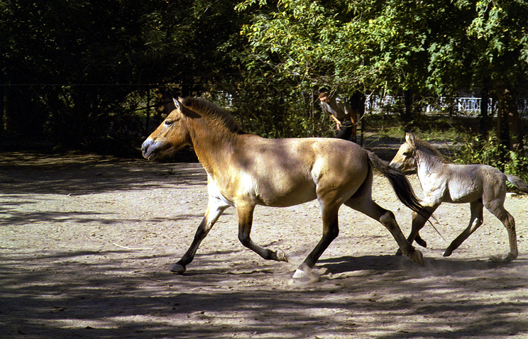 В Оренбуржье родился первый жеребенок от лошади Пржевальского
